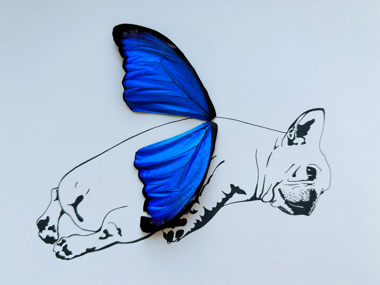 Frenchie French Bull Dog Real Butterfly Wing Art Ethically Sourced Made in MN USA - Holly Ulm - Isms Butterfly Conservation Art