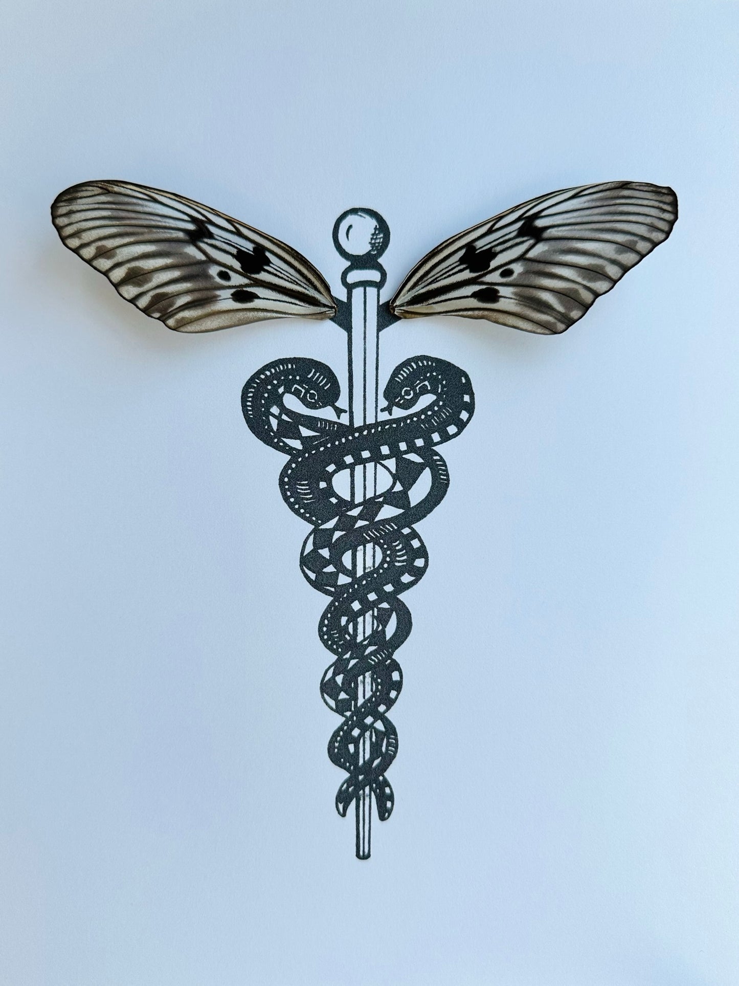 Caduceus Medical Symbol Real Butterfly Wings Art Ethically Sourced Made in MN USA - Holly Ulm - Isms Butterfly Conservation Art