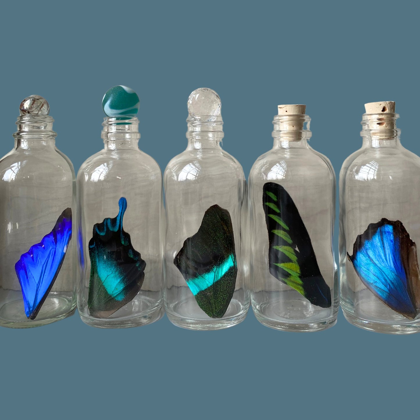 Premium Butterfly Wing in Glass Bottle - Isms Butterfly Conservation ArtBottles