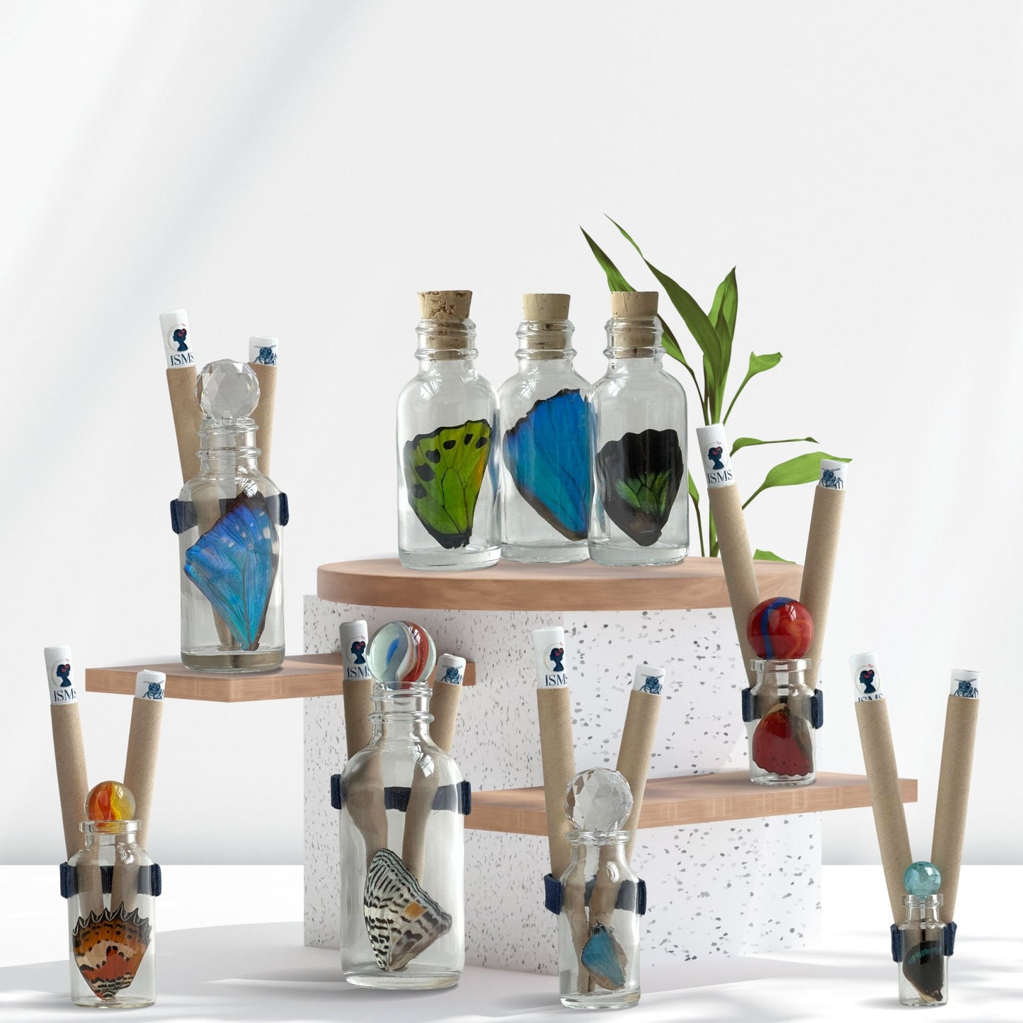 Premium Butterfly Wing in Glass Bottle - Isms Butterfly Conservation ArtBottles