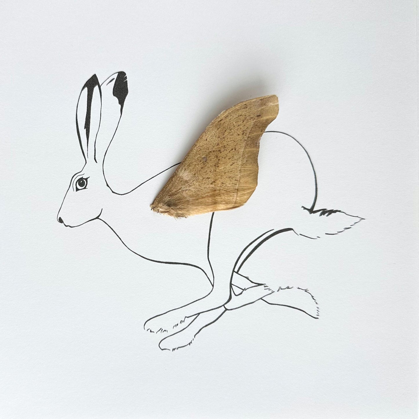 Rabbit Hare Framed Art with Real Butterfly Wing - Isms Butterfly Conservation ArtFramed Art