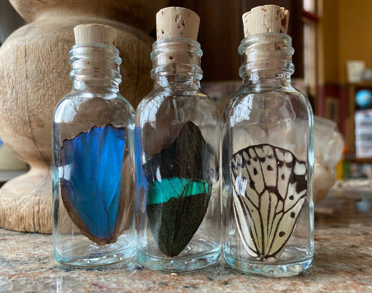 Large Real Butterfly Wing in Bottle From and For Conservation