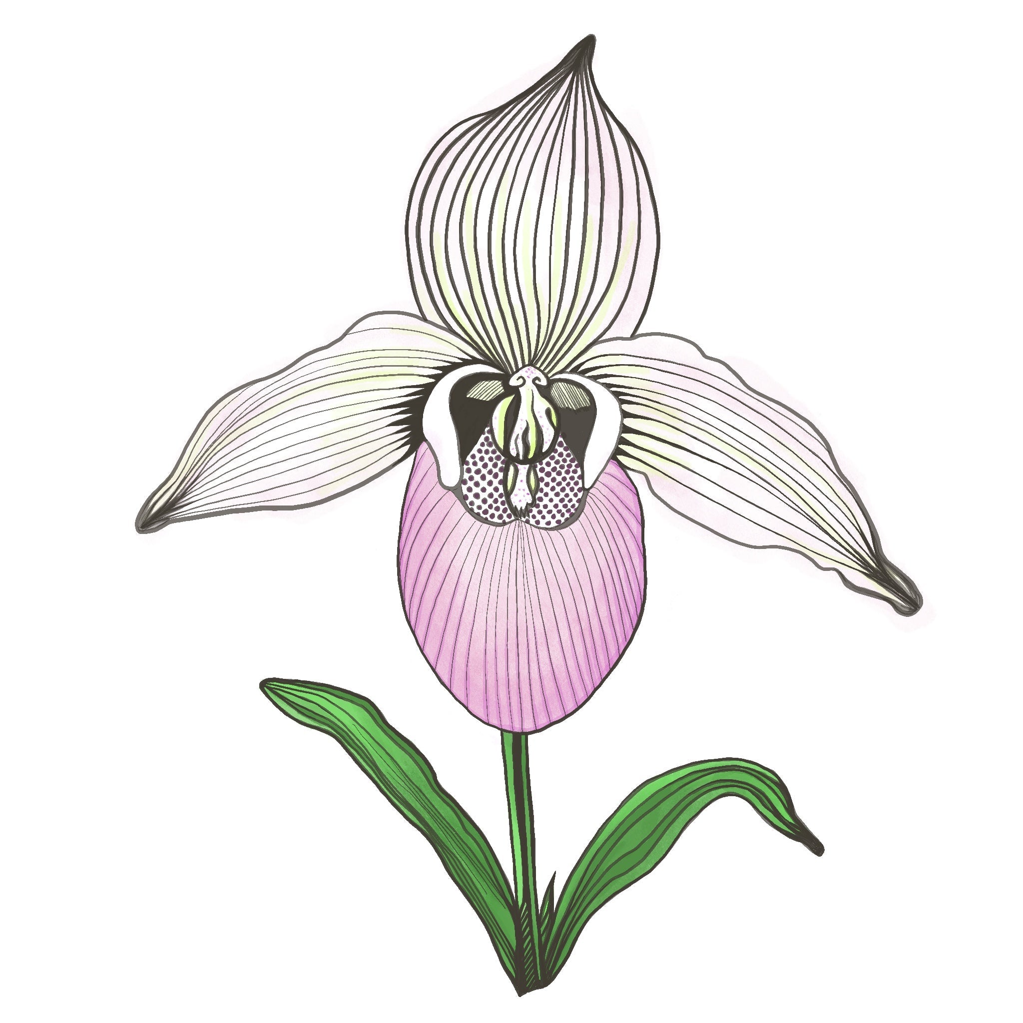 Minnesota artist illustrated lady slipper flower