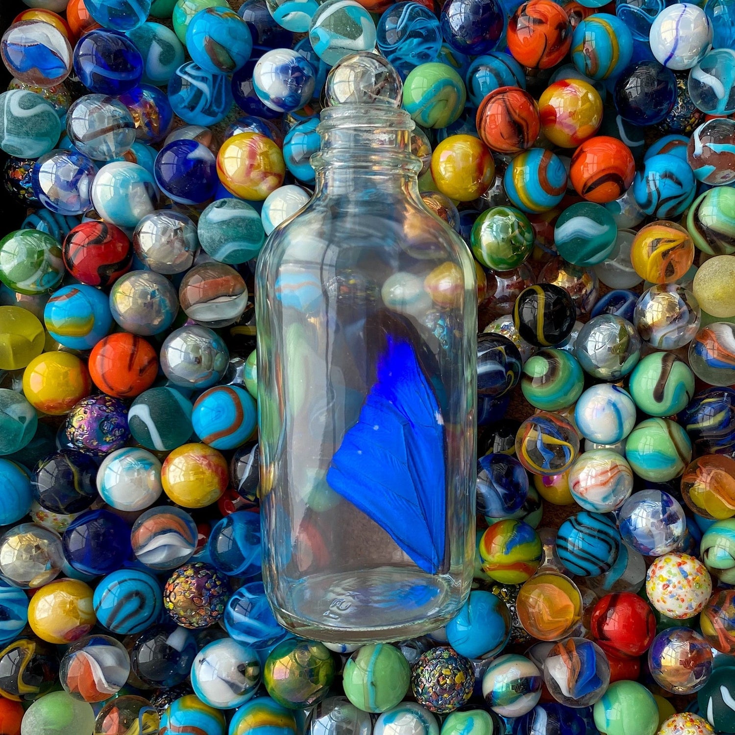 Wings in Bottles - Isms Butterfly Conservation Art