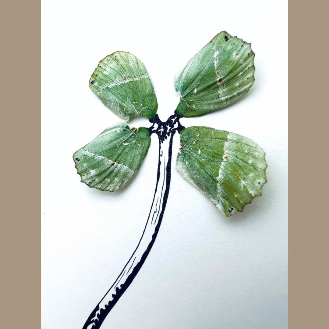 Four Leaf Clover Botanical Plant Real Butterfly Wing Framed Art Ethically Sourced Made in MN USA - Holly Ulm - Isms Butterfly Conservation Art