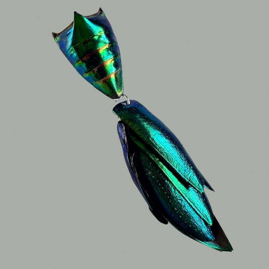 Elytra Beetle Pins - Unique Insect Accessories