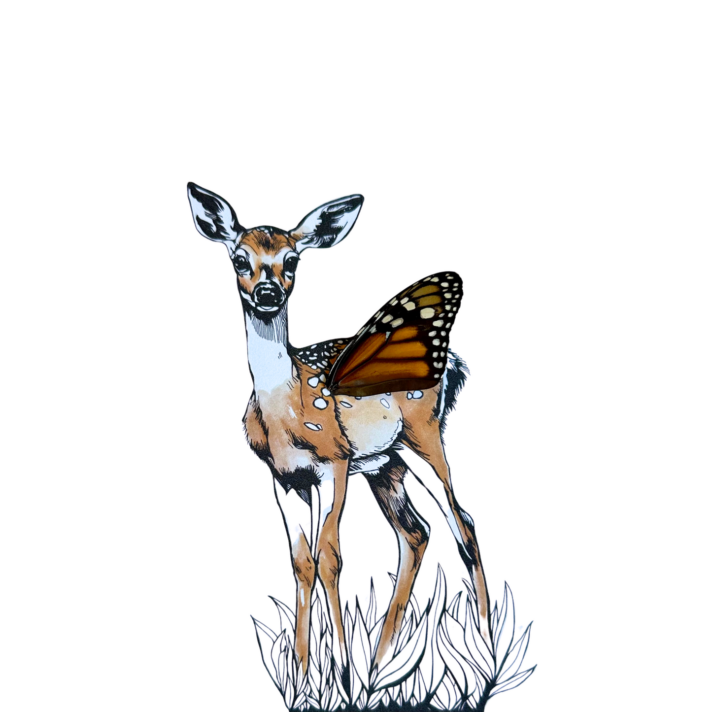 Fawn Whitetail Deer Real Butterfly Wing Framed Color Print Art From and For Conservation