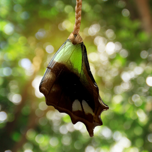 Real Graphium weiskeii Butterfly Wing Suncatcher Window Hanging