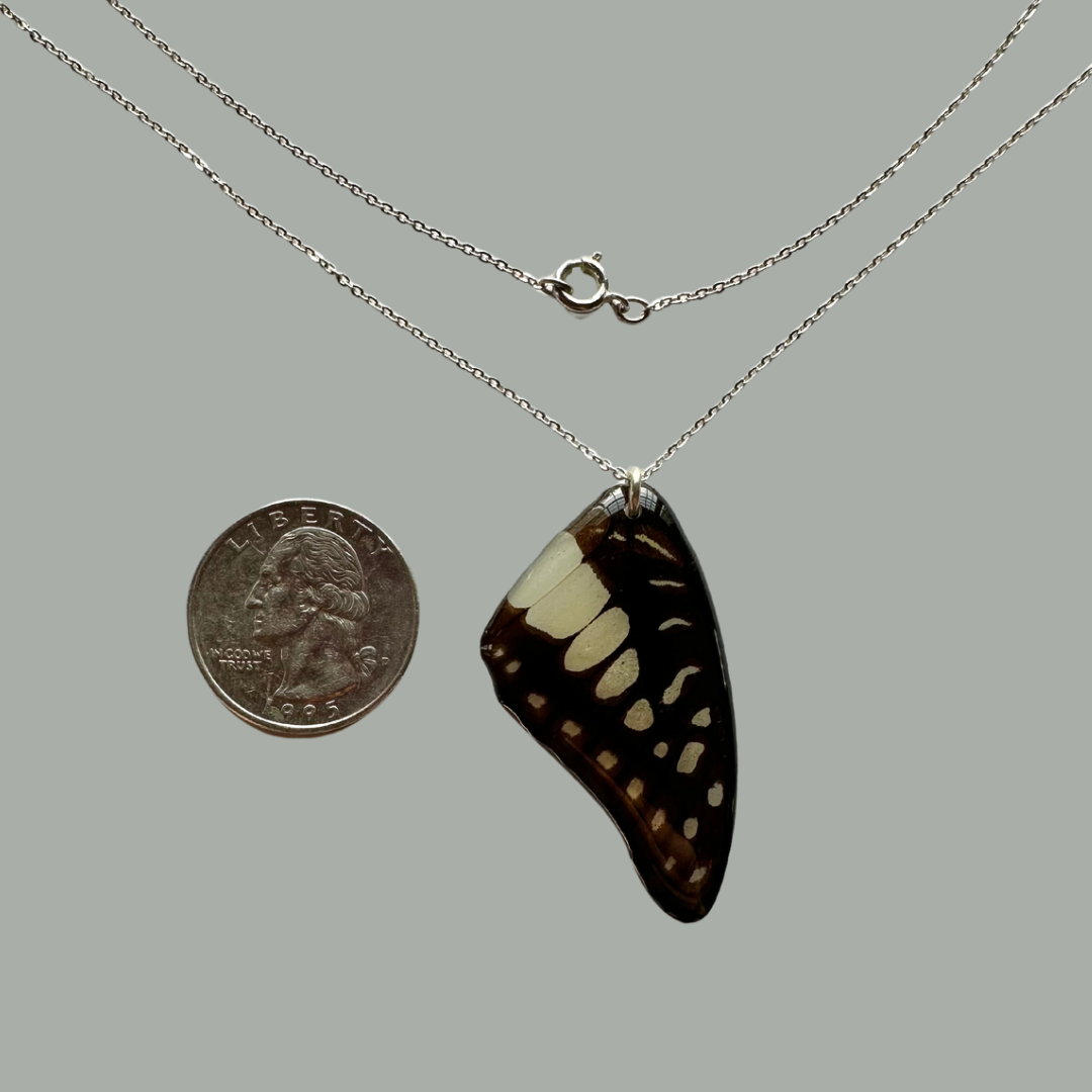 Real Common Jay Butterfly Wing Simple Necklace Sterling Silver