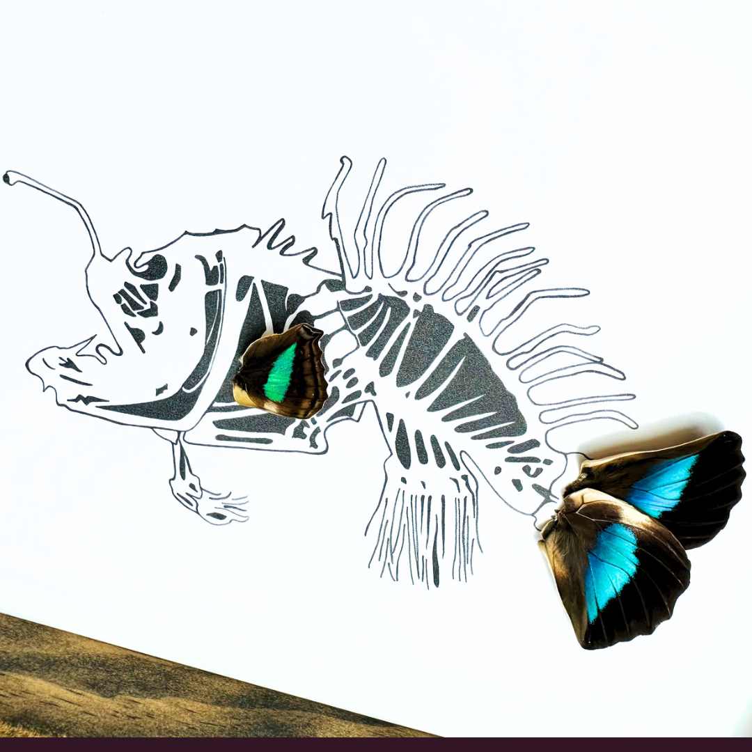Angler Lantern Fish Real Butterfly Wing Framed Art Ethically Sourced Made in MN USA - Holly Ulm - Isms Butterfly Conservation Art