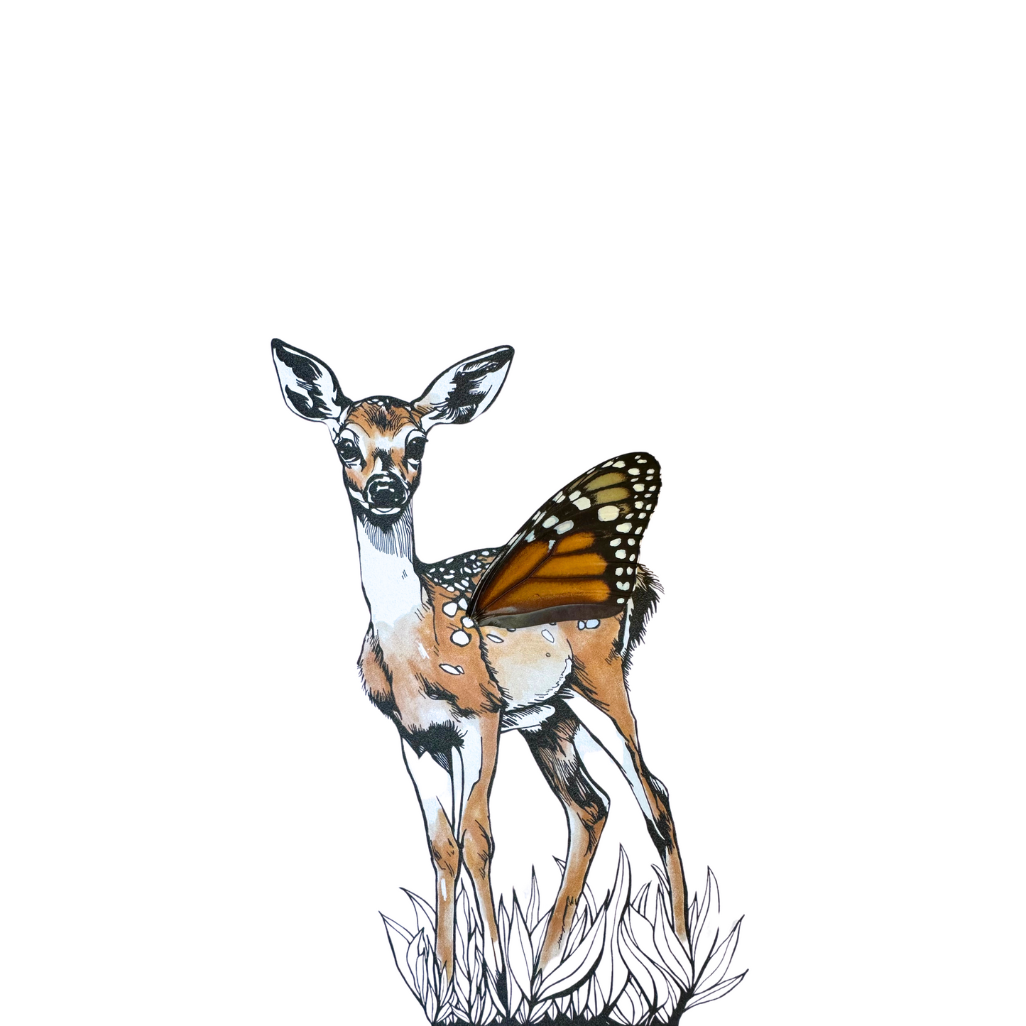 Fawn Whitetail Deer Real Butterfly Wing Framed Color Print Art From and For Conservation
