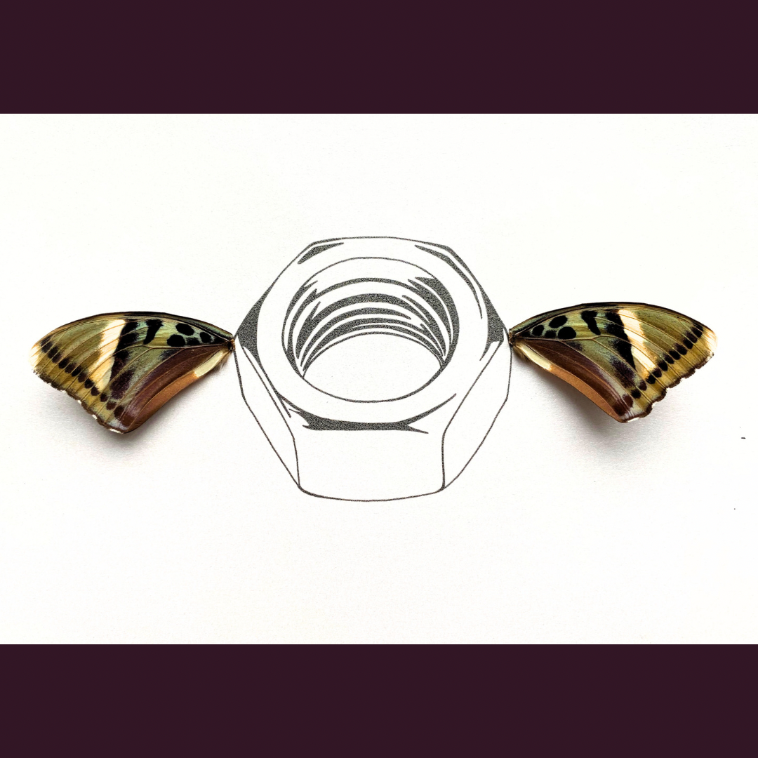 Wingnut Real Butterfly Wing Art Ethically Sourced Made in MN USA - Holly Ulm - Isms Butterfly Conservation Art