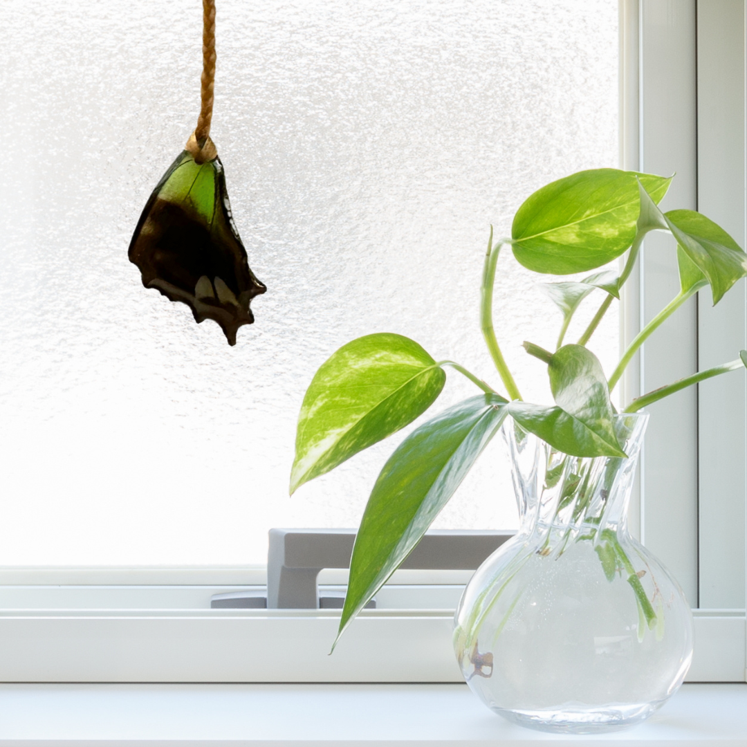 Real Graphium weiskeii Butterfly Wing Suncatcher Window Hanging