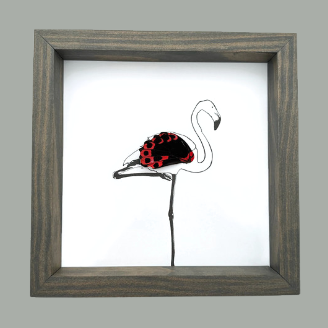 Flamingo Real Butterfly Wing Framed Art Ethically Sourced made in MN USA - Holly Ulm - Isms Butterfly Conservation Art