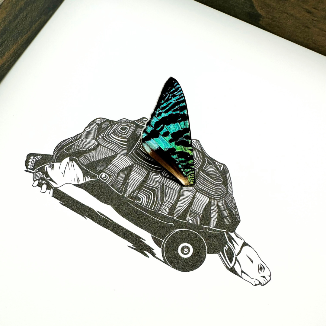 Tortoise with Wheels Real Butterfly Wing Framed Art Ethically Sourced Made in MN USA - Holly Ulm - Isms Butterfly Conservation Art