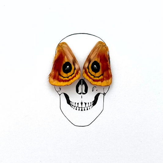 Skull Human Sugar Skull Real Butterfly Moth Wings Framed Art Ethically Sourced Made in MN USA - Holly Ulm - Isms