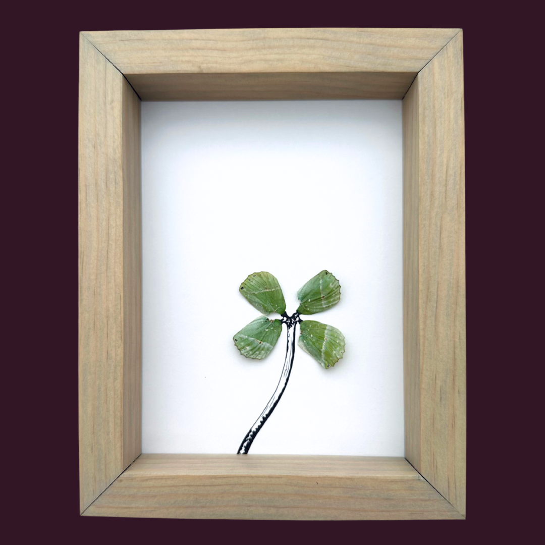 Four Leaf Clover Botanical Plant Real Butterfly Wing Framed Art Ethically Sourced Made in MN USA - Holly Ulm - Isms Butterfly Conservation Art