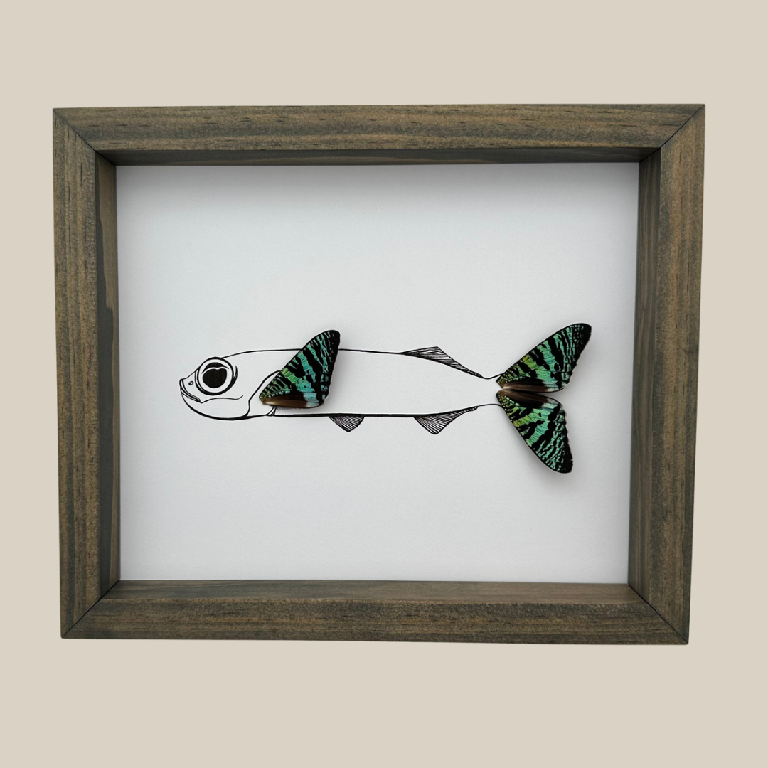 Flying Fish Butterfly Wing Framed Art From and For Conservation