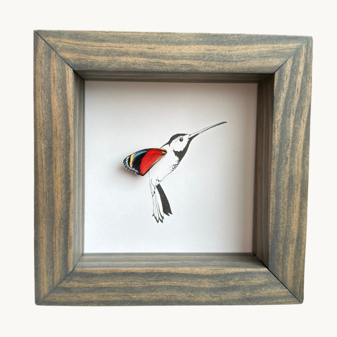 Hummingbird Real Butterfly Wing Framed Art From and For Conservation