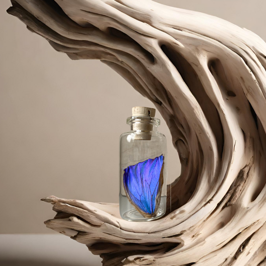Real Butterfly Wing in Bottle Specimen Jar ethically sourced Funds Conservation