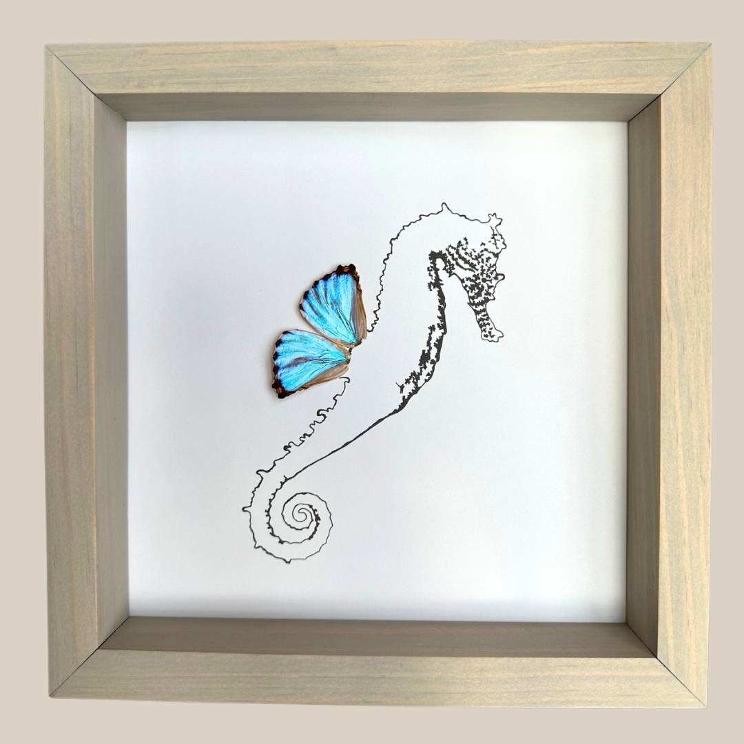 Seahorse Real Butterfly Wing Framed Art Ethically Sourced Made in MN - Holly Ulm - Isms Butterfly Conservation Art