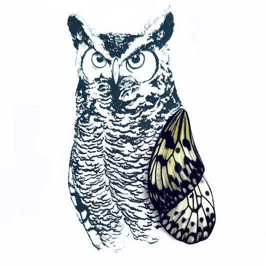 Horned Owl Real Butterfly Wing Framed Art From and For Conservation