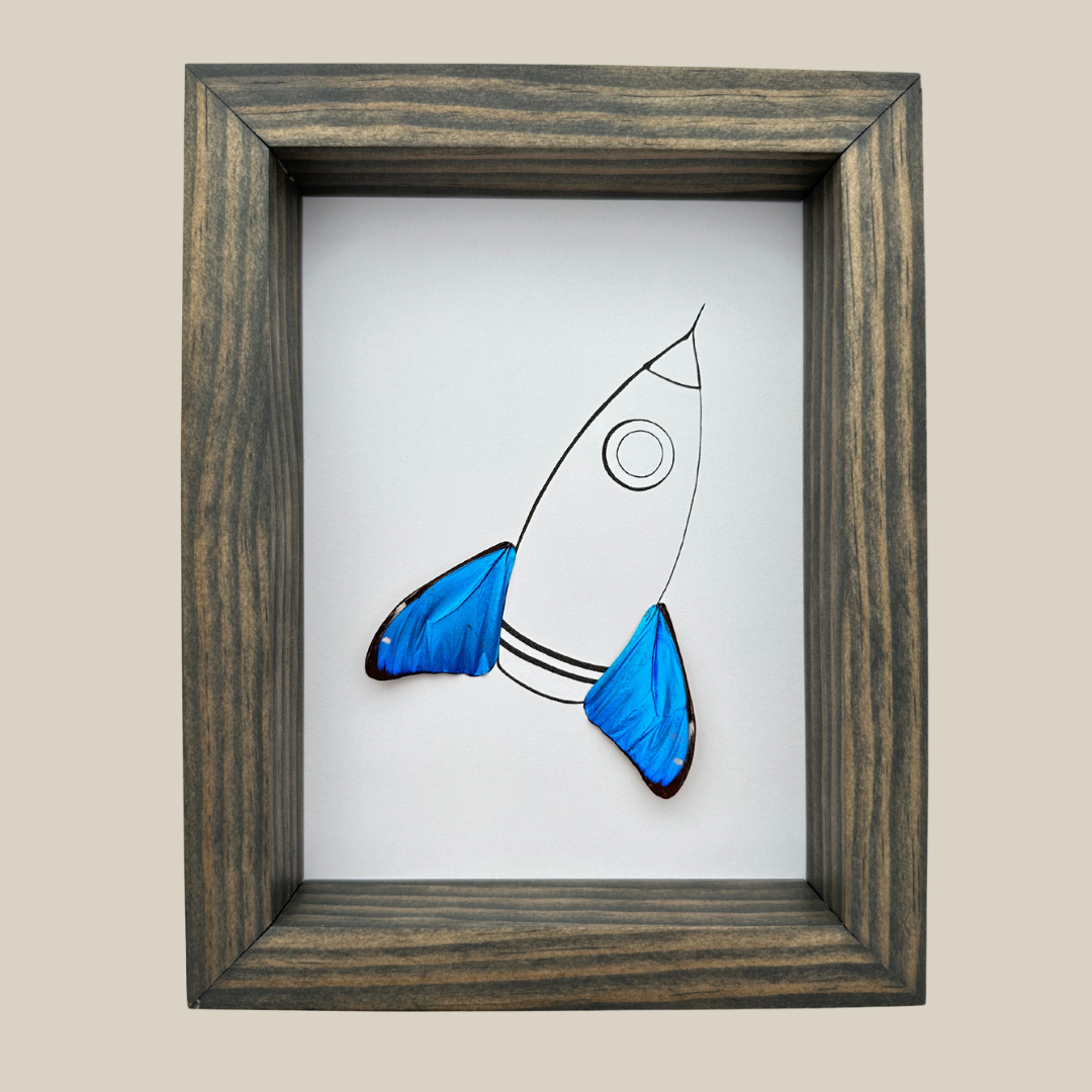 Rocket Real Butterfly Wing Framed Art Ethically Sourced Made in MN USA - Holly Ulm - Isms Butterfly Conservation Art