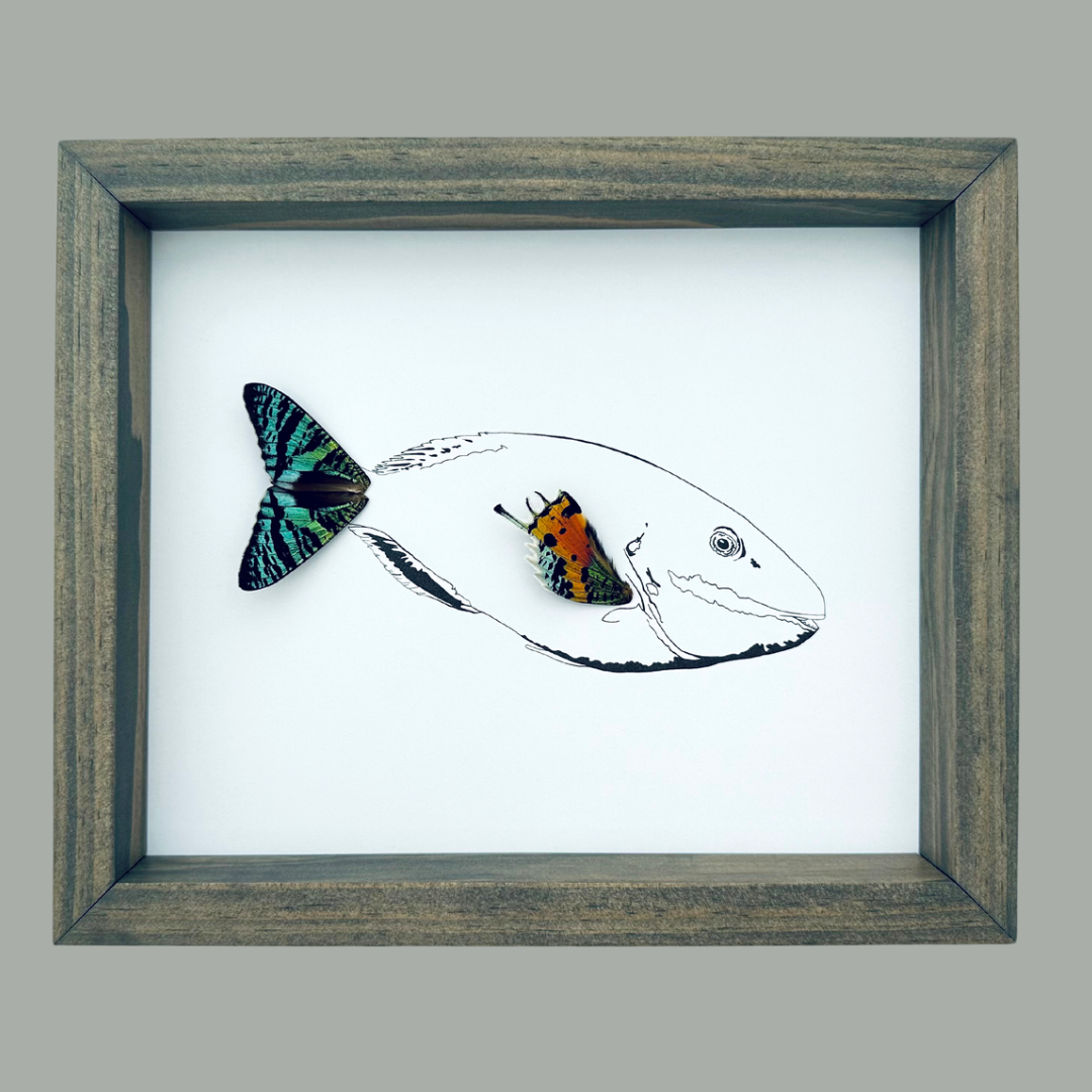 Parrot Fish Real Butterfly Wing Framed Art Ethically Sourced Made in MN USA - Holly Ulm - Isms Butterfly Conservation Art