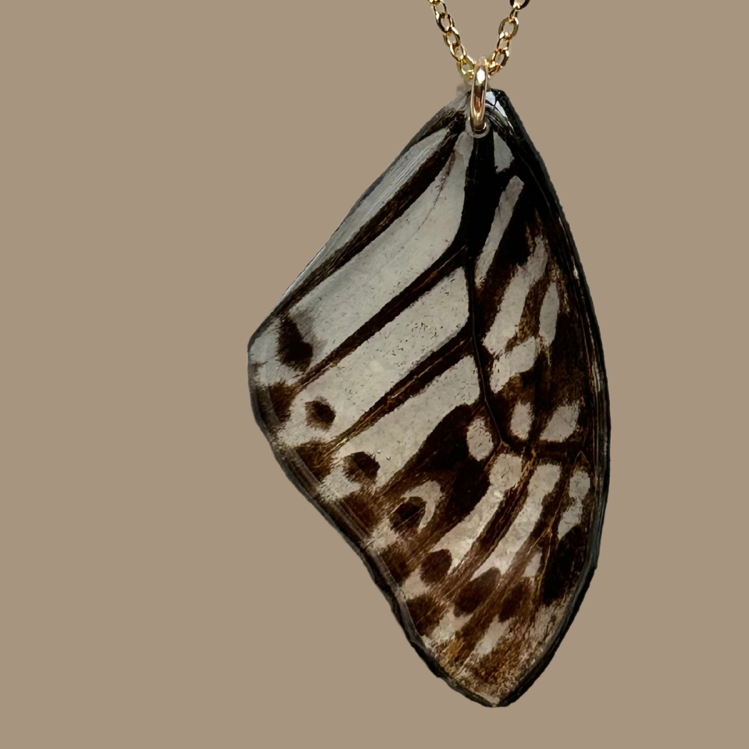Real Malayan Zebra Butterfly Necklace