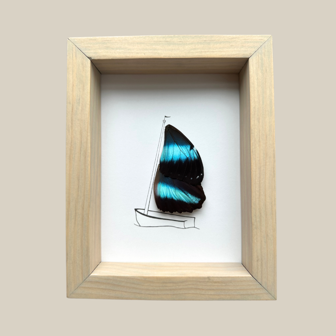 Boat Real Butterfly Wing Art Ethically Sourced Made in MN USA - Holly Ulm - Isms Butterfly Conservation Art