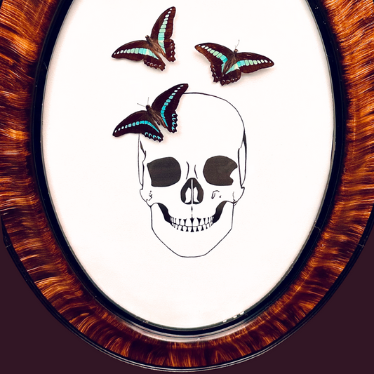 Skull Real Butterfly Blue Bottle (Graphium sarpedon) Wings Framed Art - Vintage Bubble Glass Frame - Ink Illustrations by Holly Ulm