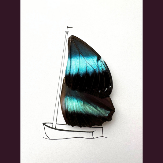 Sail Boat Framed Art with Real Butterfly Wings From and For Conservation