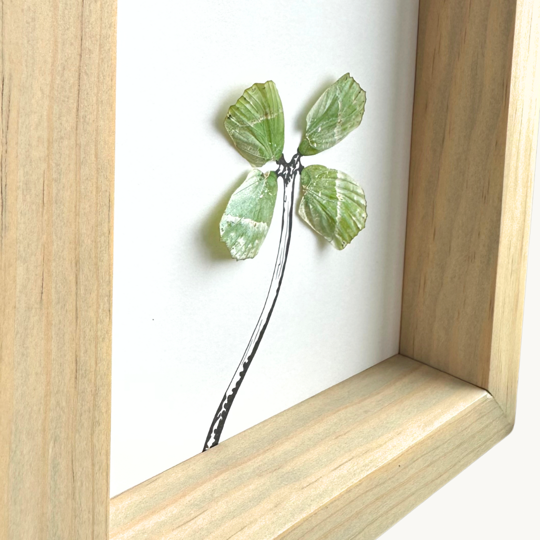 4 Leaf Clover Art with Real Butterfly Wings From and For Conservation