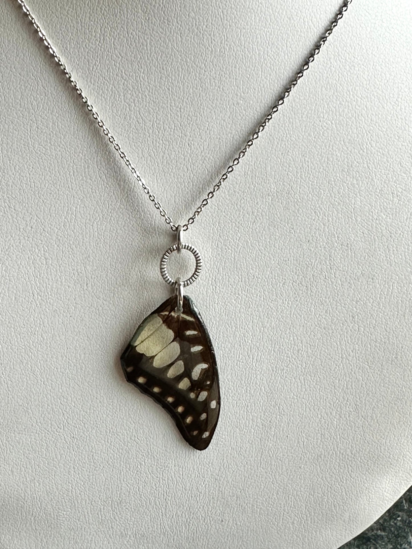 Real Common Jay Butterfly Wing Necklace Sterling Silver