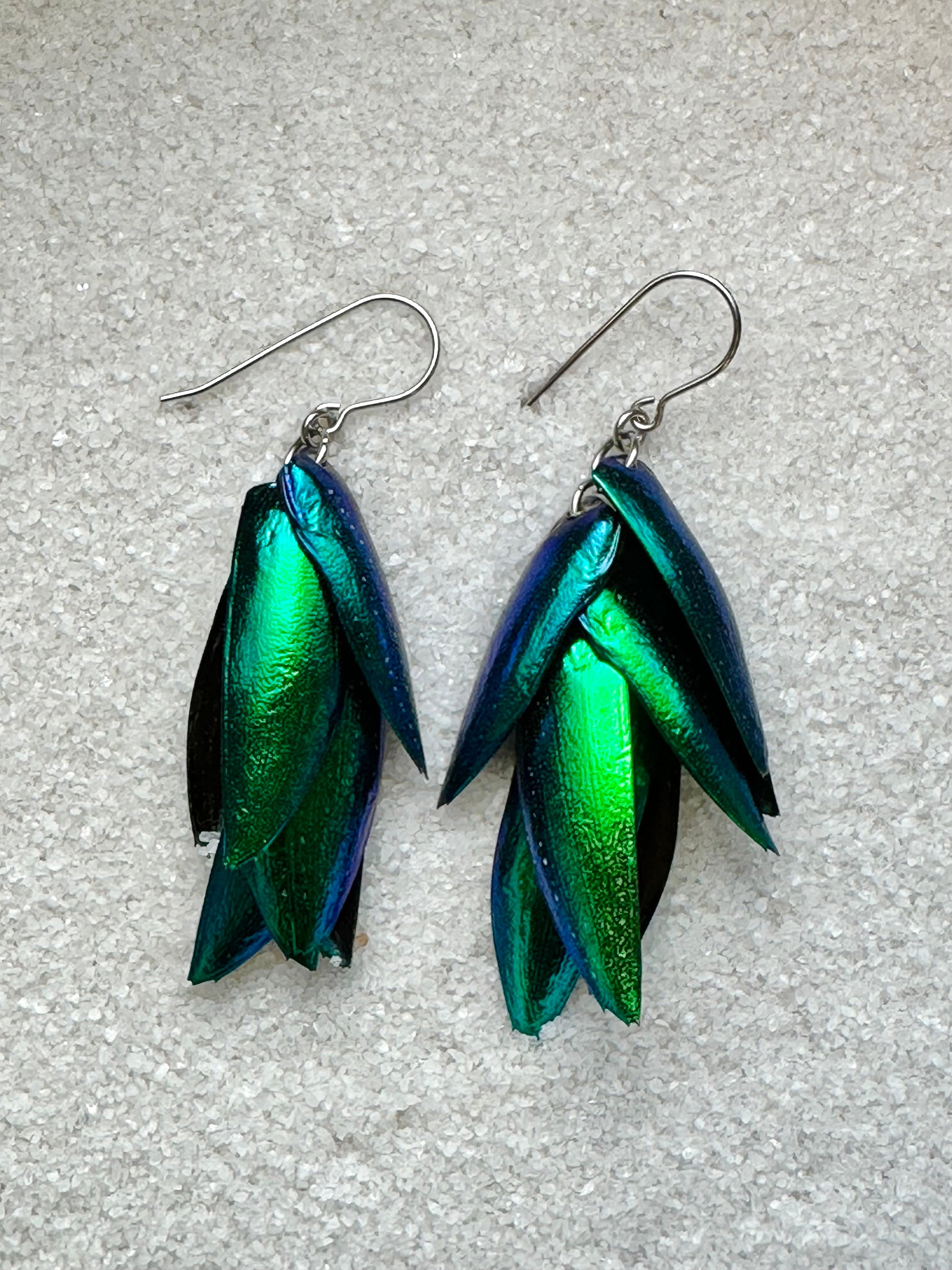 Vibrant green blue real beetle wing elytra earrings 14 elytra bundles with surgical steel french earring wires shown in white sand