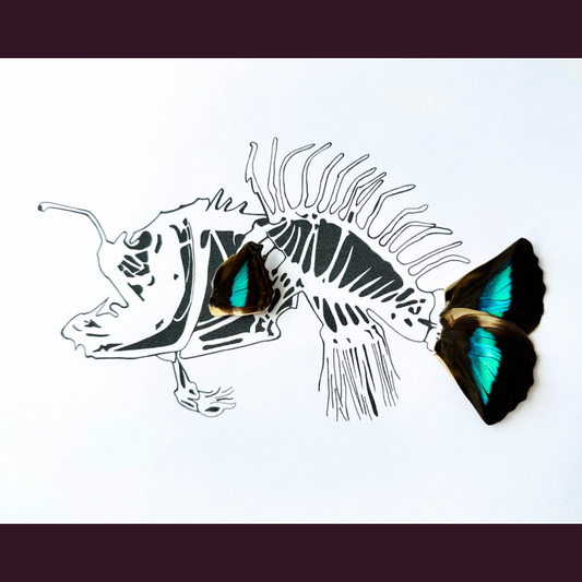 Angler Lantern Fish Real Butterfly Wing Framed Art Ethically Sourced Made in MN USA - Holly Ulm - Isms Butterfly Conservation Art