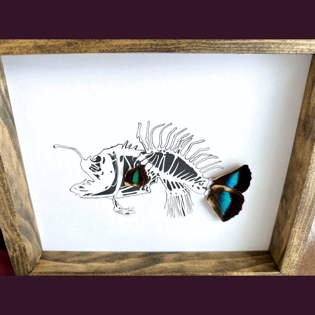 Angler Fish Butterfly Wing Framed Art From and For Conservation