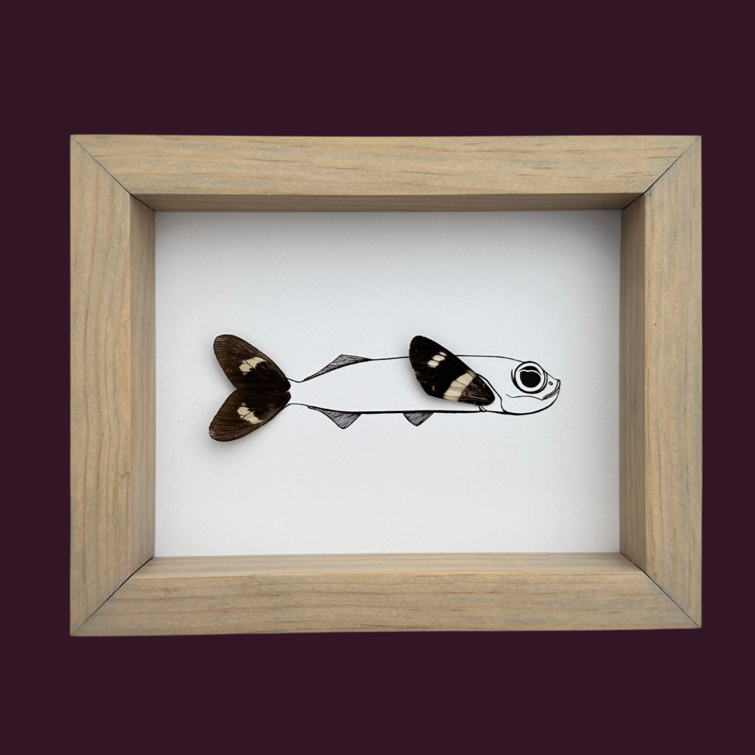 Flying Fish Butterfly Wing Framed Art From and For Conservation