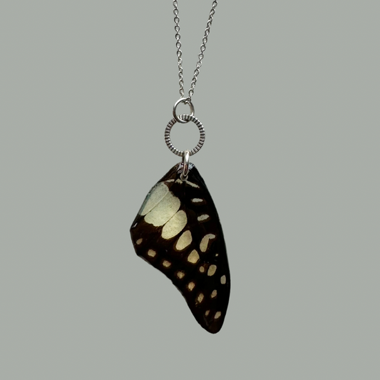 Real Common Jay Butterfly Wing Necklace Sterling Silver