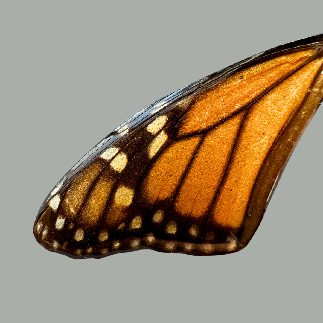 Real Monarch (Danaus plexippus) Butterfly Wing Suncatcher Window Hanging with handformed Copper and Huge Banded Agate