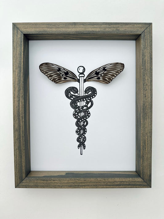 Caduceus Medical Symbol Real Butterfly Wings Art Ethically Sourced Made in MN USA - Holly Ulm - Isms Butterfly Conservation Art
