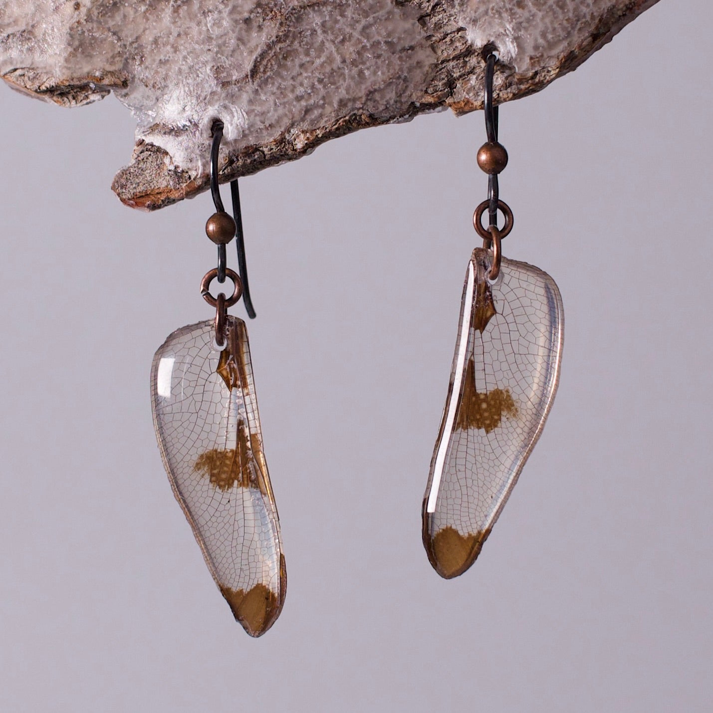 Real Dragonfly Wing Earring - Twelve Spotted Skimmer Dragonflies - Black Niobium