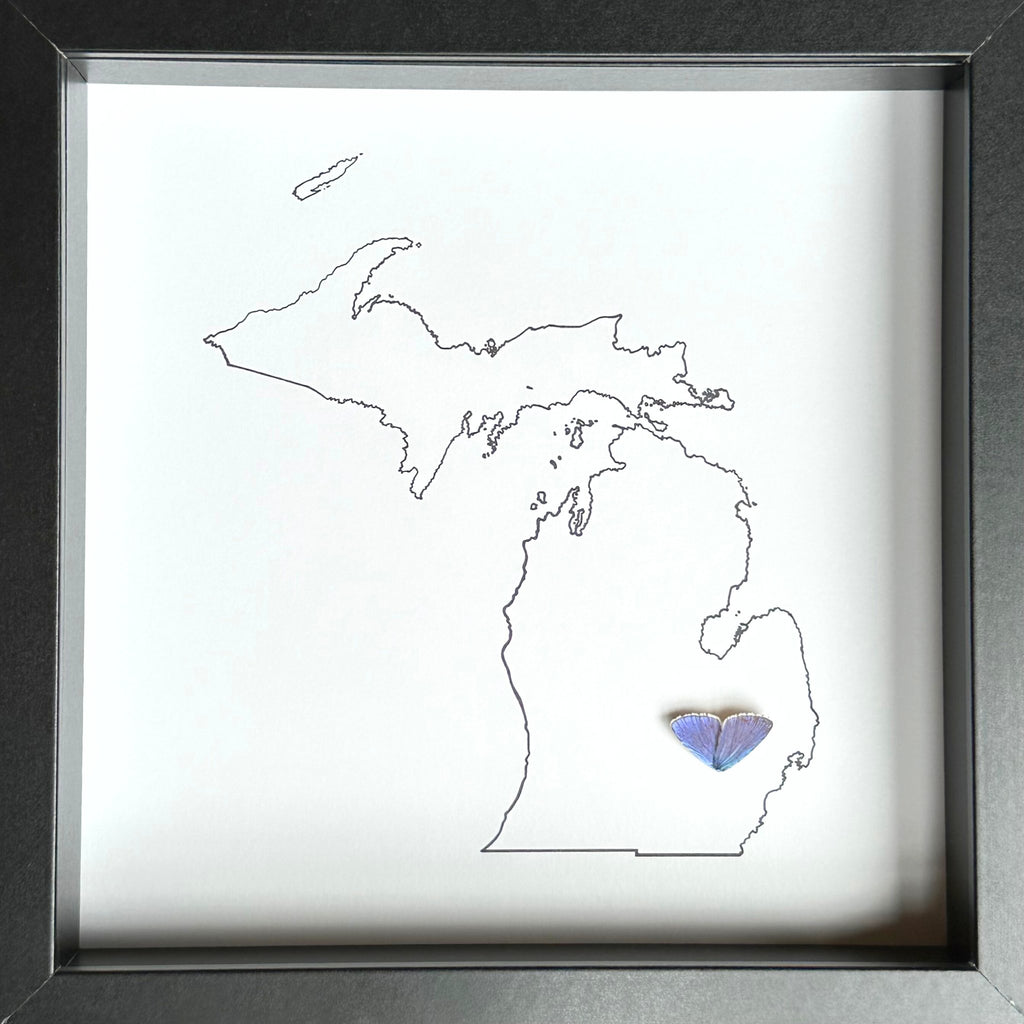 Custom City and State Hometown Framed Art with Real Butterfly Wings - Isms Butterfly Conservation ArtFramed Art