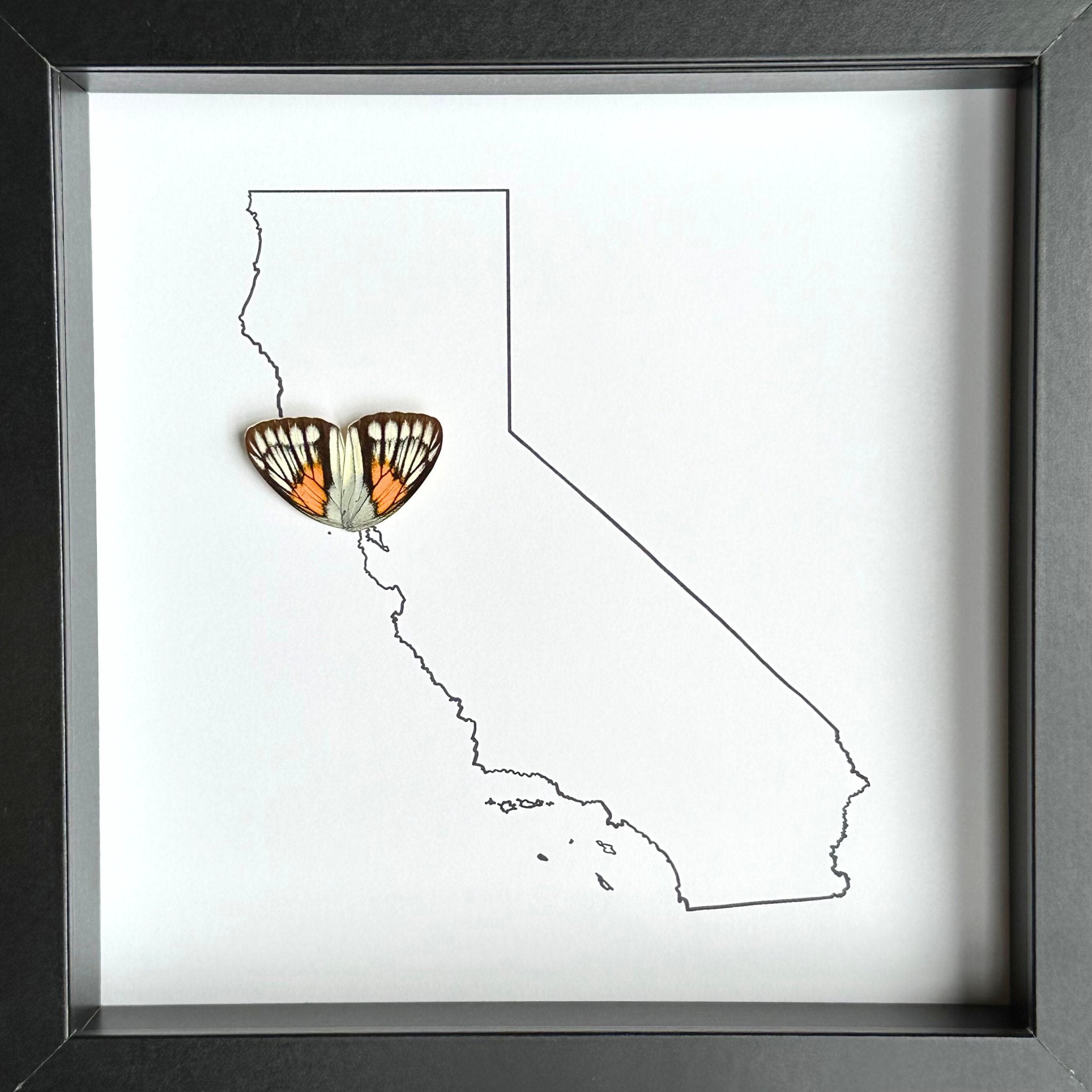 Custom City and State Hometown Framed Art with Real Butterfly Wings - Isms Butterfly Conservation ArtFramed Art