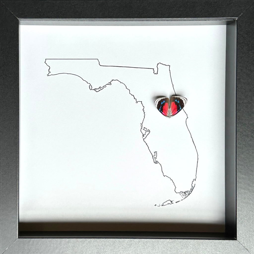 Custom City and State Hometown Framed Art with Real Butterfly Wings - Isms Butterfly Conservation ArtFramed Art