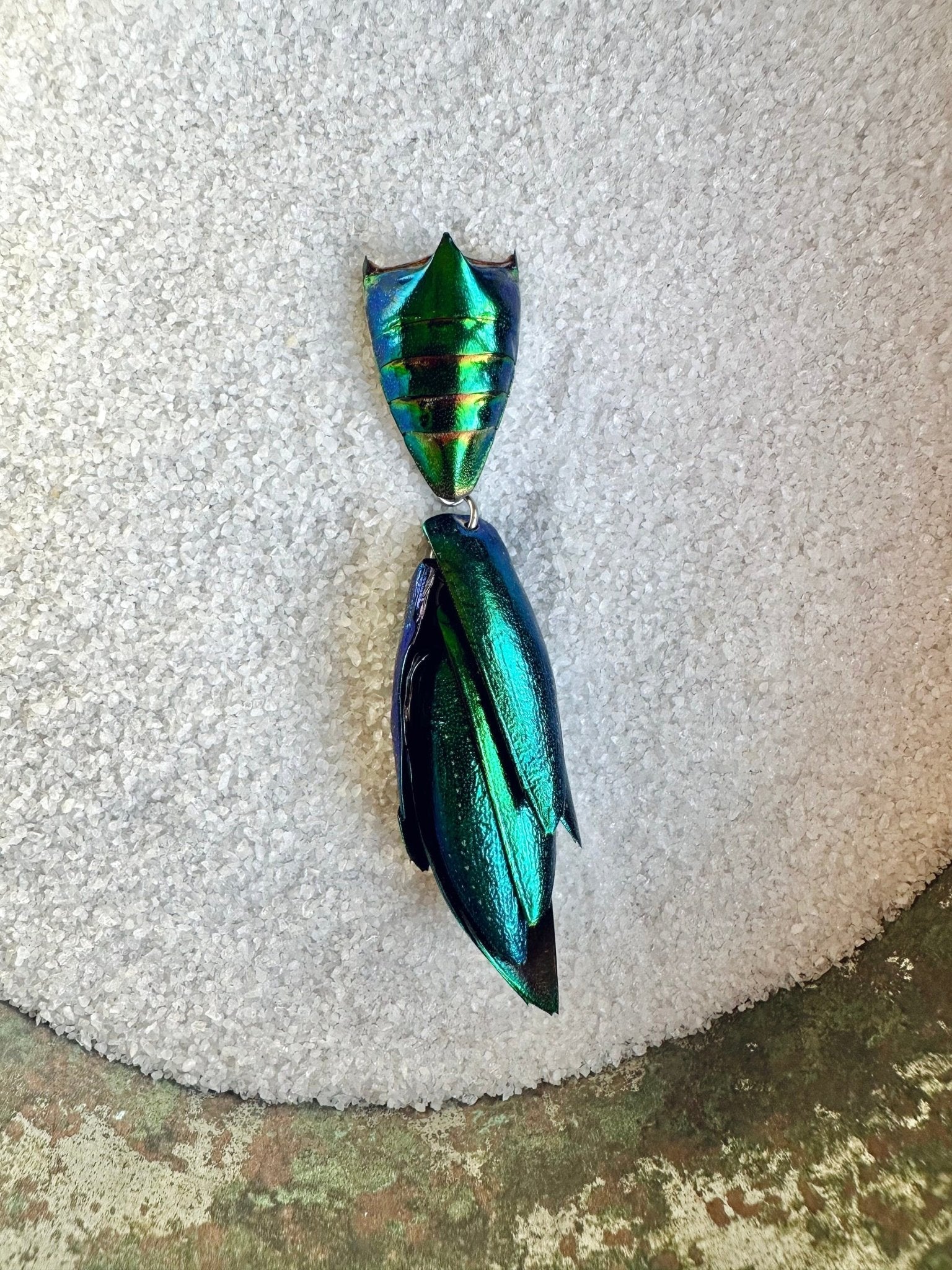 Elytra Beetle Pins - Unique Insect Accessories - Isms Butterfly Conservation Art