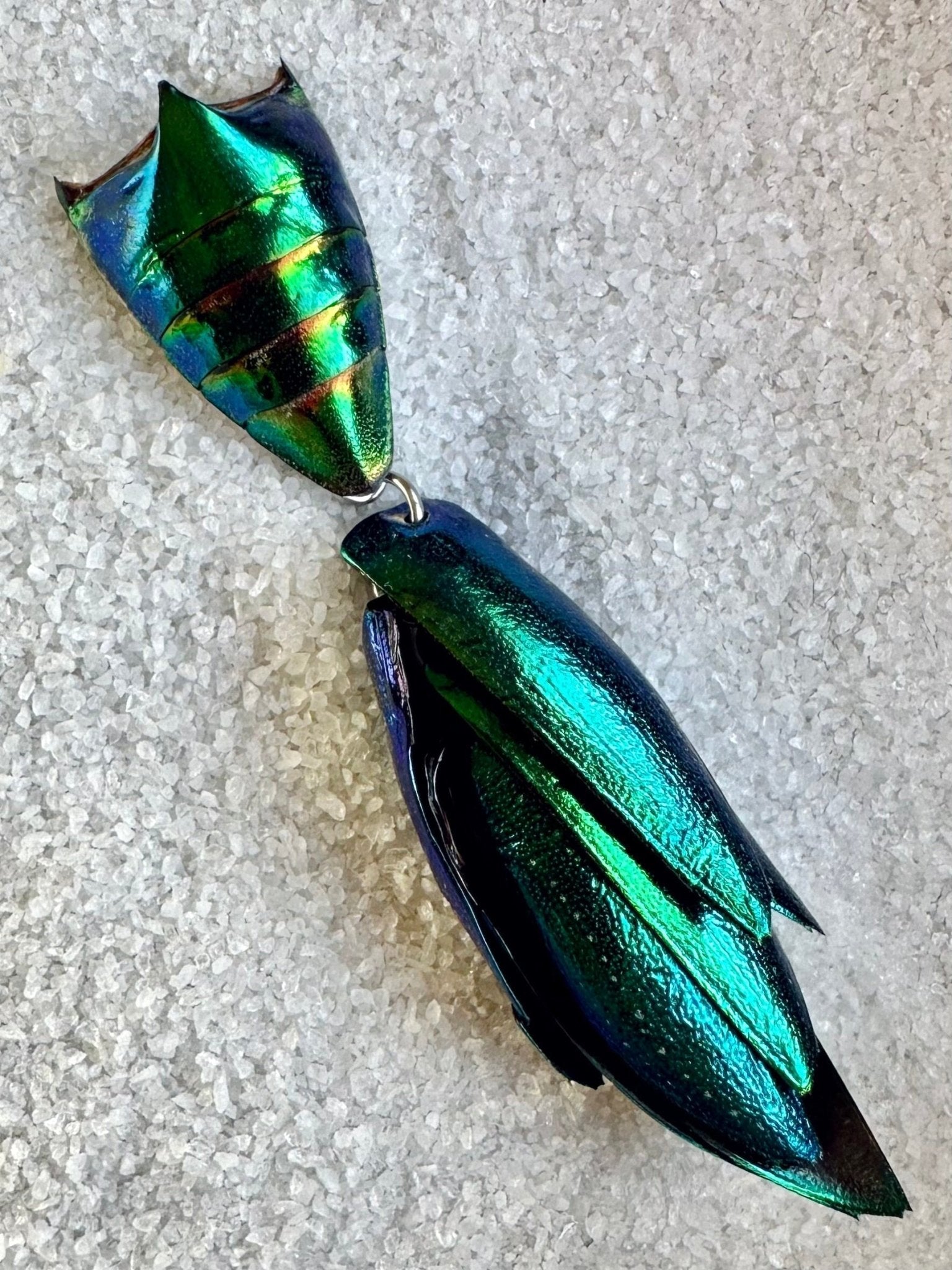 Elytra Beetle Pins - Unique Insect Accessories - Isms Butterfly Conservation Art