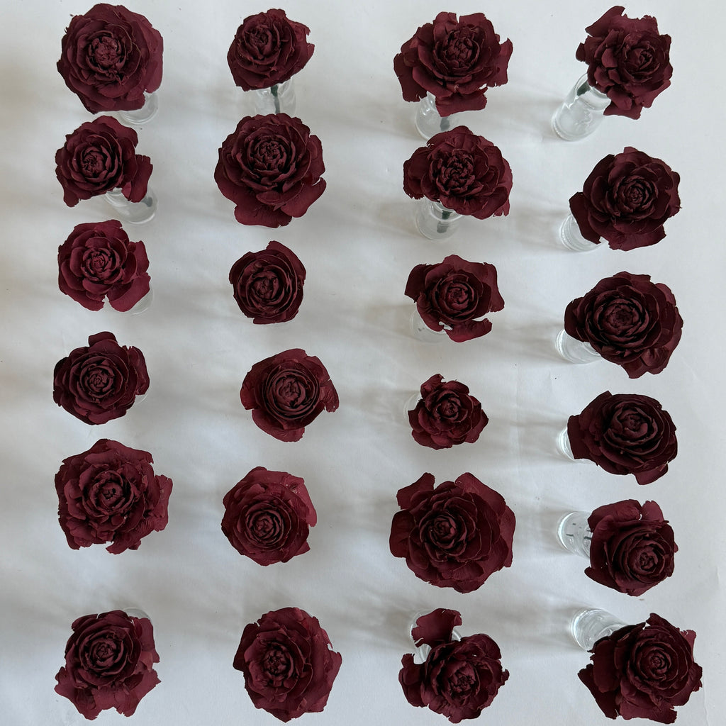 Group of Cedar Roses in glass bottles showing natural variation in size, shape, and rosette form.