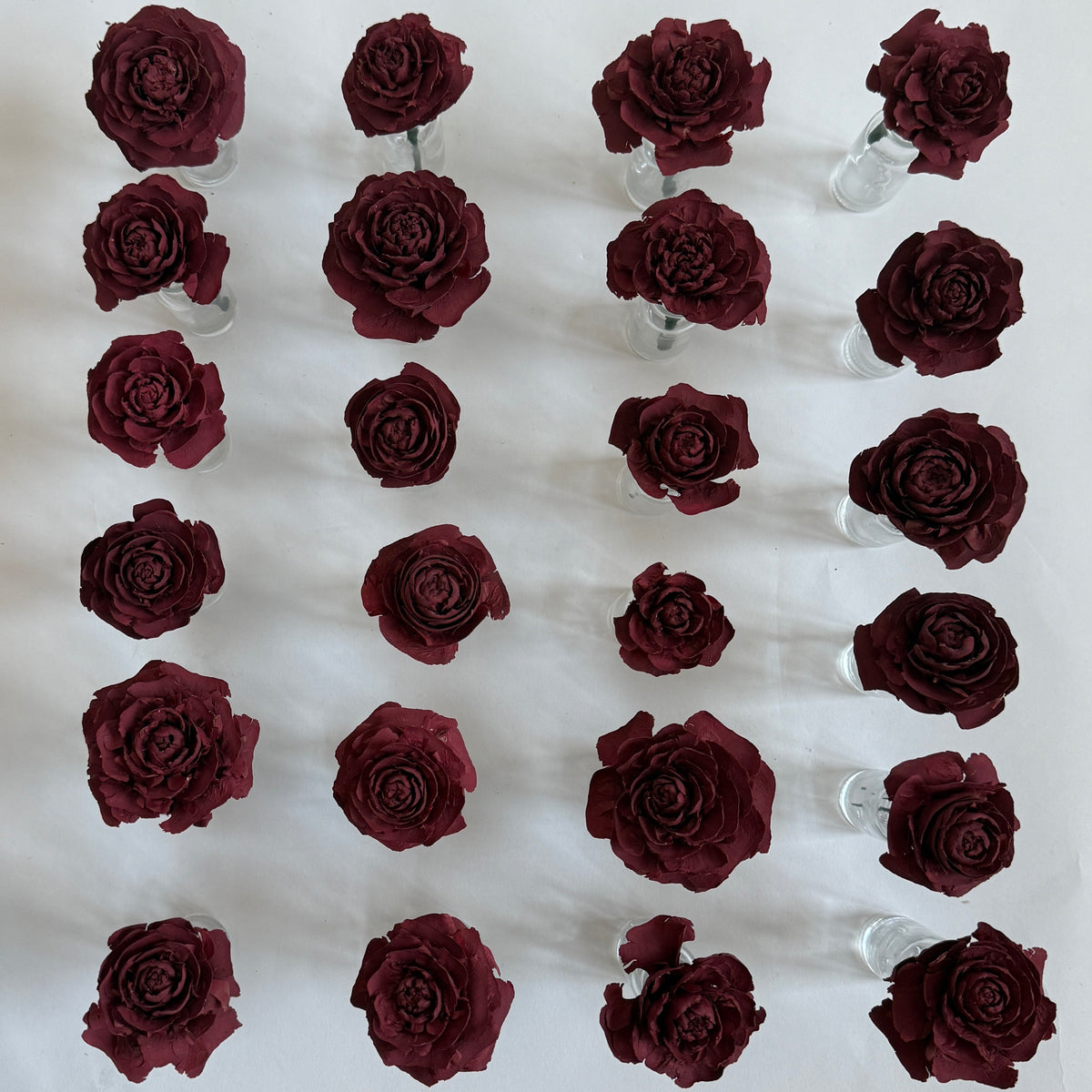 Group of Cedar Roses in glass bottles showing natural variation in size, shape, and rosette form.
