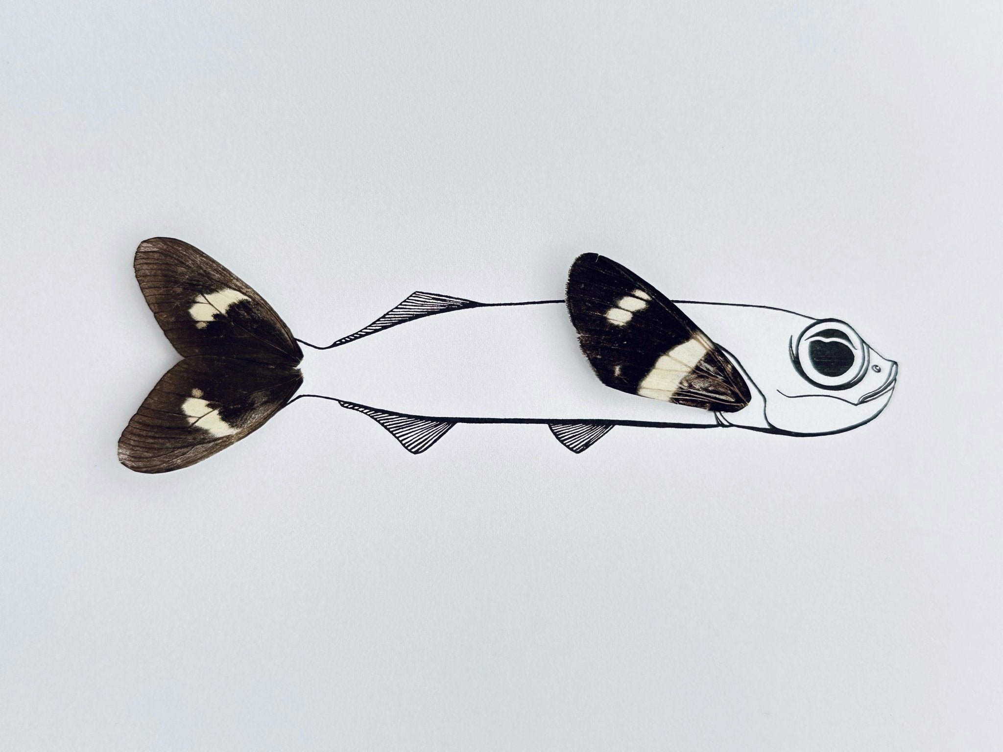 Flying Fish Custom Framed Art with Real Butterfly Wings - Isms Butterfly Conservation ArtFramed Art